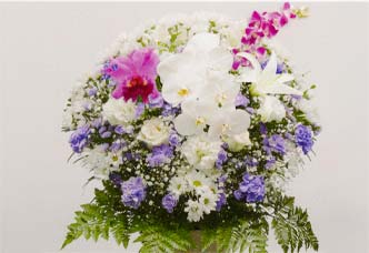 洋花 1